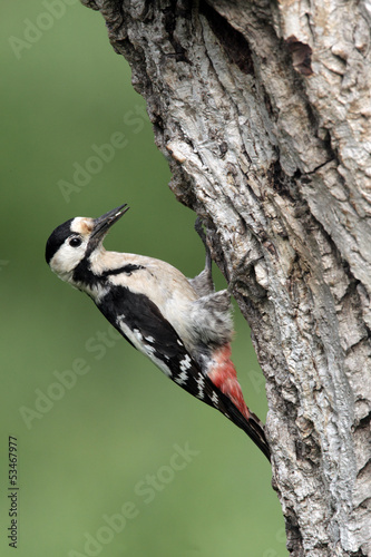 dzieciol-syryjski-dendrocopos-syriacus-samica