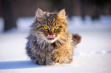Cat In Winter
