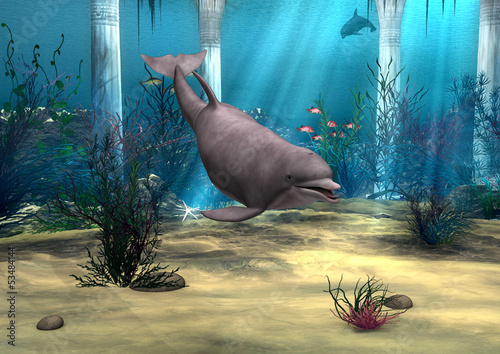 Dolphin