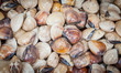 BARRED LONG TOM shellfish  (Ablennes hians)