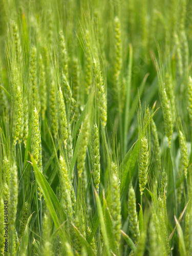 Fototapeta na wymiar Organic green wheat close up