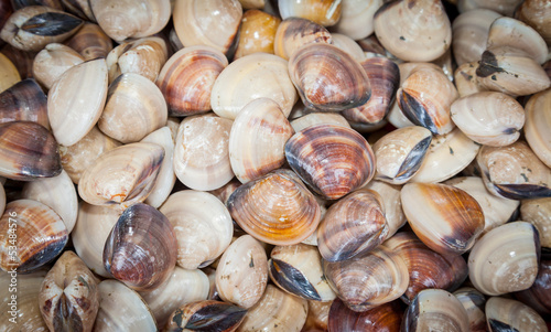 Fotografie, Tablou  BARRED LONG TOM shellfish  (Ablennes hians)
