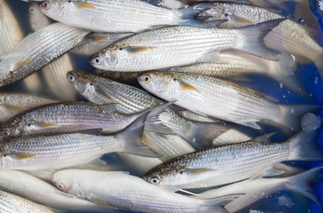 Wall Mural - Fresh Mullet fish (L. seheli) was sale in Thailand