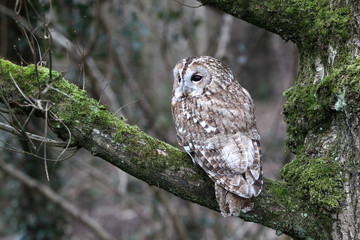 Poster - Tawny owl, Strix aluco