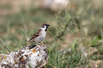 Sticker - Tree sparrow, Passer montanus