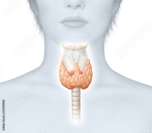 Obraz w ramie Schilddrüse einer Frau