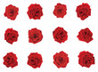 Rose collection
