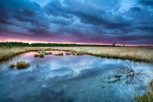 Swamp With Flowering Cottongrass At Sunset