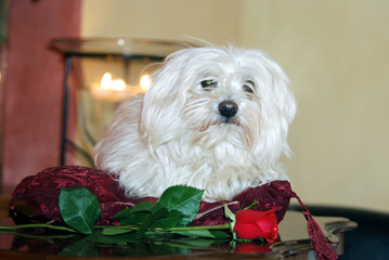 Puppy  and the rose