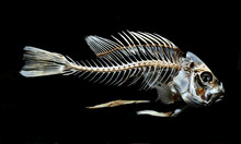 Fish Skeleton Bone Isolated On Black Background