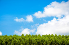 Pine Trees Green And Blue Sky With Clouds