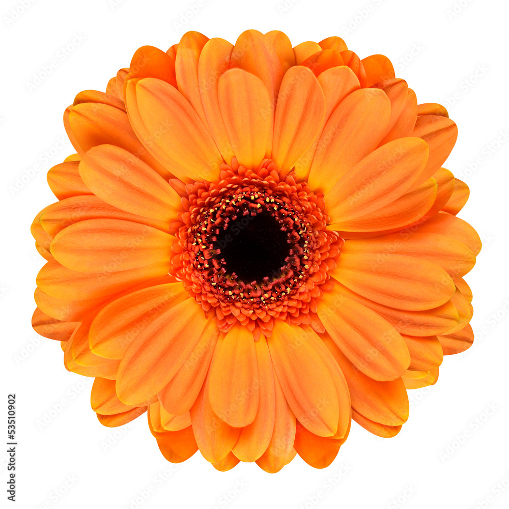 Orange Gerbera Flower Isolated on White - obrazy, fototapety, plakaty 
