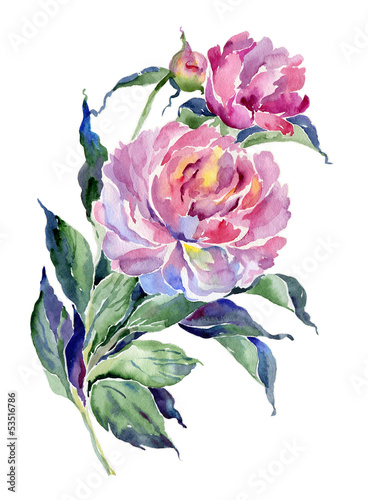 Obraz w ramie watercolor peony