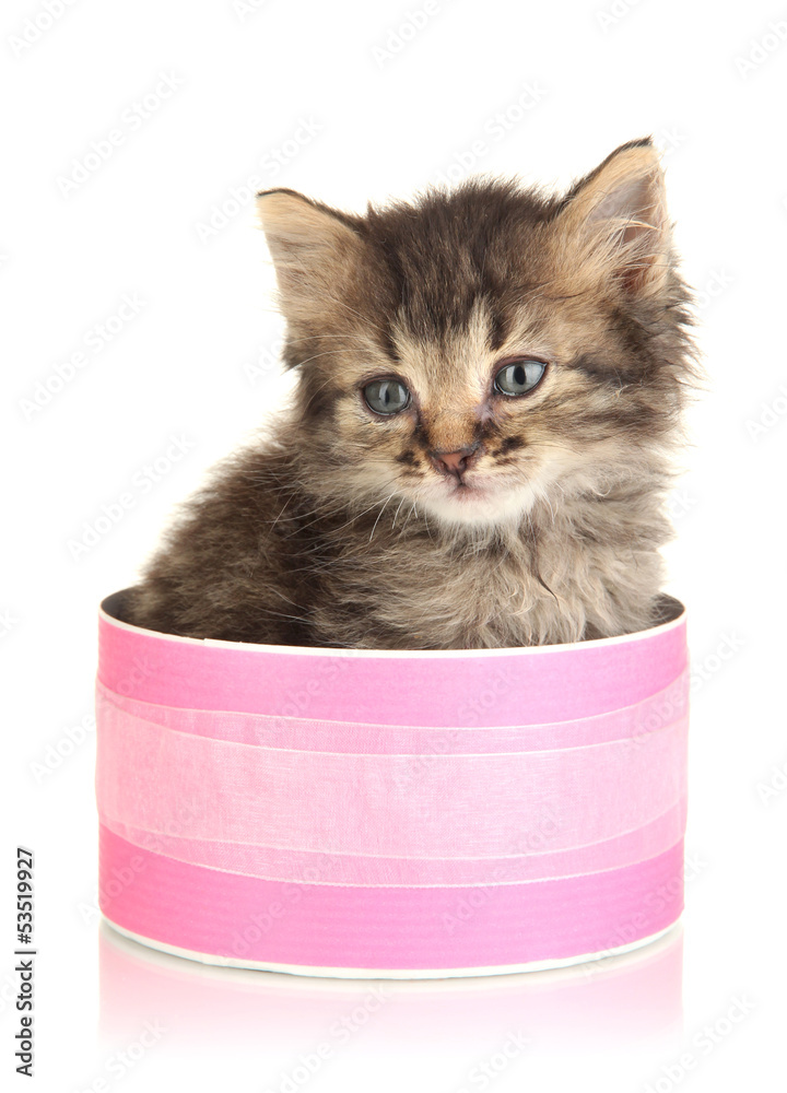 Small kitten in pink gift box isolated on white