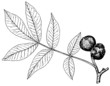 Branch of Plant Carya glabra (Pignut hickory)