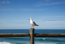 Seagull Perched On A Wooden Fence Against An Ocean View