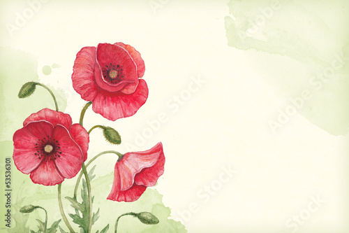 Fototapeta na wymiar Artistic background with watercolor illustration of poppy flower