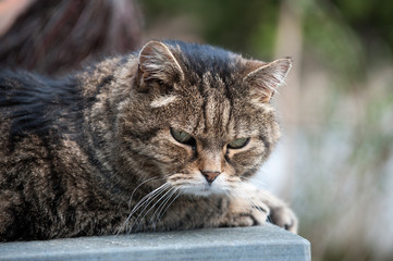 Poster - Getigerter Kater