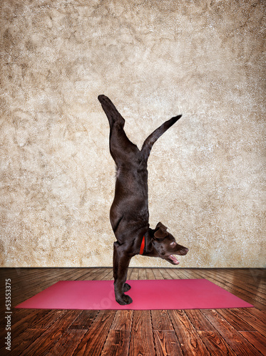 Obraz w ramie Yoga dog