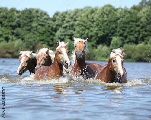 partia-kasztanowych-koni-plywajacych-w-wodzie