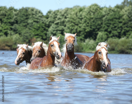 Fototapeta na wymiar Batch of chestnut horses swimming in water