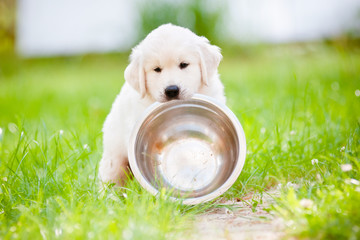 Wall Mural - golden retriever puppy carrying a bowl