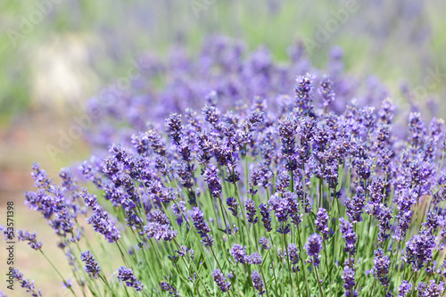 Tapeta ścienna na wymiar lavender bushes