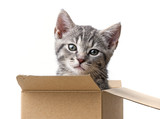 Fototapeta Psy - kitten in a paper box - pet gift