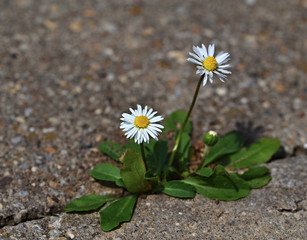 Two daisies on the pavement