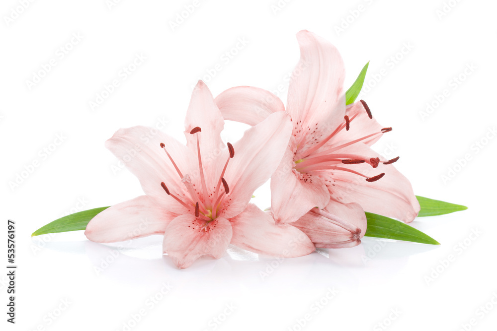 Two pink lily flowers - obrazy, fototapety, plakaty 