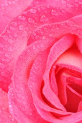 Wall Mural - Beautiful Pink Rose with Water Drops Macro