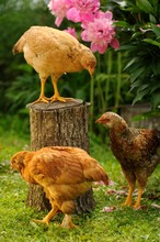 Three Chickens In The Garden