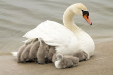 Swan With Youngling