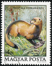 Stamp Printed In Hungary Shows Image Of Mustela Evermanni