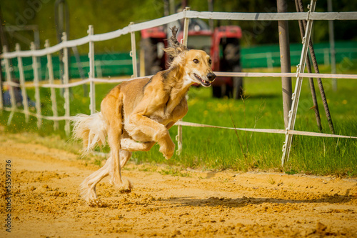 Saluki Auf Der Rennbahn Buy This Stock Photo And Explore Similar