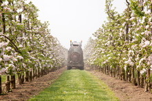 Treating Blossoming Apple Treas By Spraying