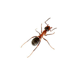 Wall Mural - Ant on white