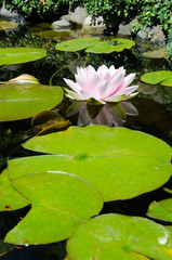 Poster - water lily background