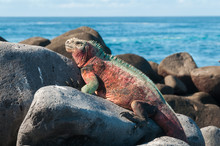 Galapagos Marine Iguana Basking In The Sun.