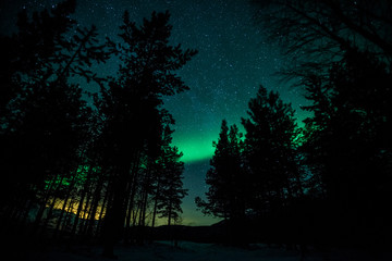Wall Mural - northern lights above trees in sweden