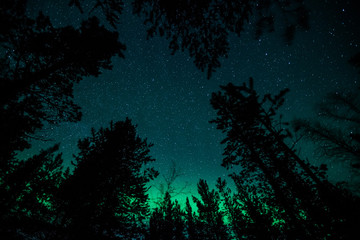Wall Mural - northern lights above trees in norway