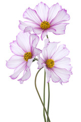 Wall Mural - cosmos flower