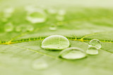 Fototapeta Łazienka - Water drops on leaf macro
