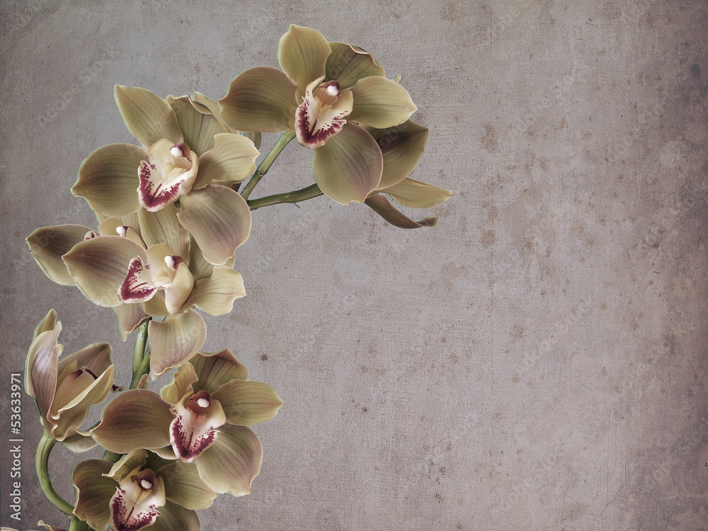 teksturowane-kwiat-cymbidium
