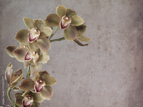 Naklejka na drzwi Cymbidium flower textured