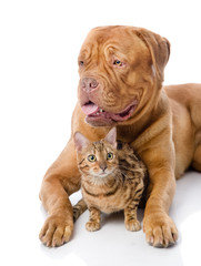 Wall Mural - Dogue de Bordeaux (French mastiff) and Bengal cat 