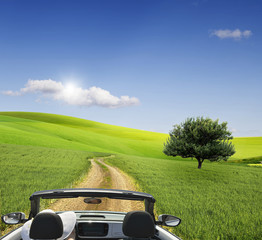 Canvas Print - Field,tree and blue sky