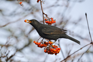 Poster - Blackbird, Turdus merula, male