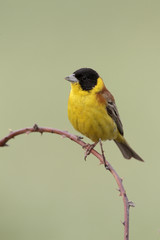 Poster - Black-headed bunting, Emberiza melanocephala, male