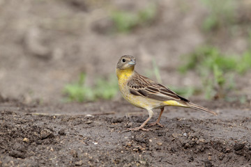 Sticker - Black-headed bunting, Emberiza melanocephala, female